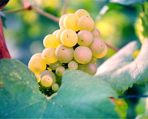 Grappe de raisin Chardonnay, vignes Gantois-Louvet